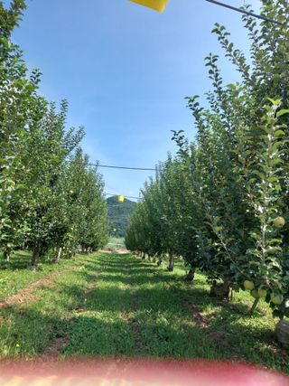 트라이애플1님의 자유주제 · 자유게시판 작성글 사진
