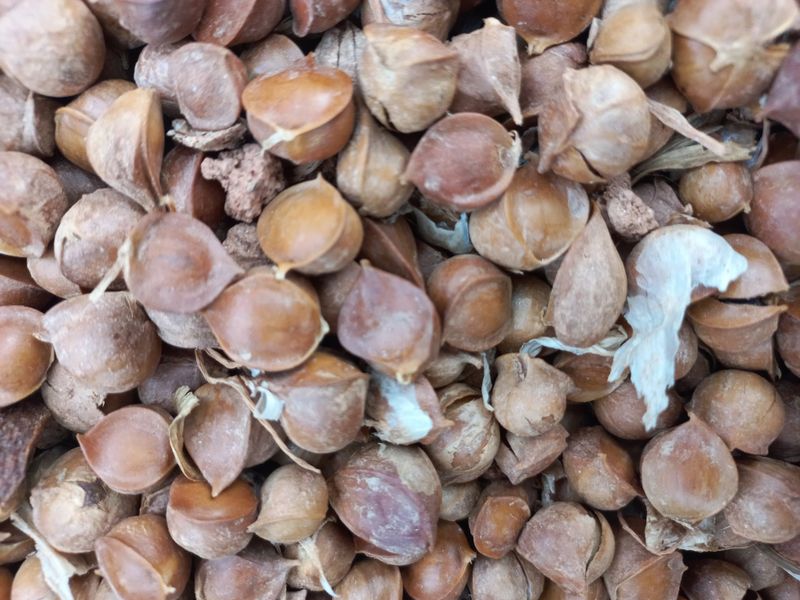 박린님의 장터 판매 상품 [코끼리마늘] 첨부 사진