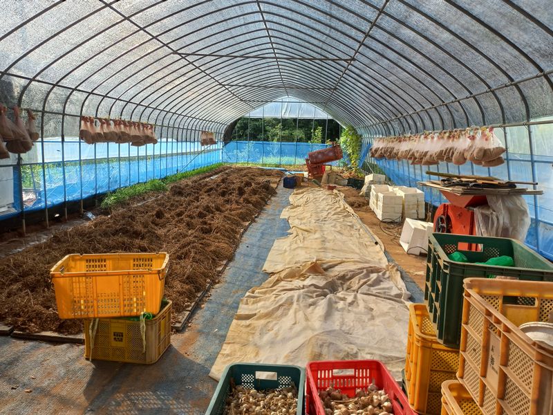 박린님의 장터 판매 상품 [홍산마늘 주아] 첨부 사진