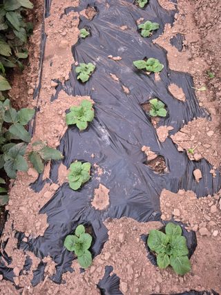 농부님.모두.모두힘님의 작성글 사진