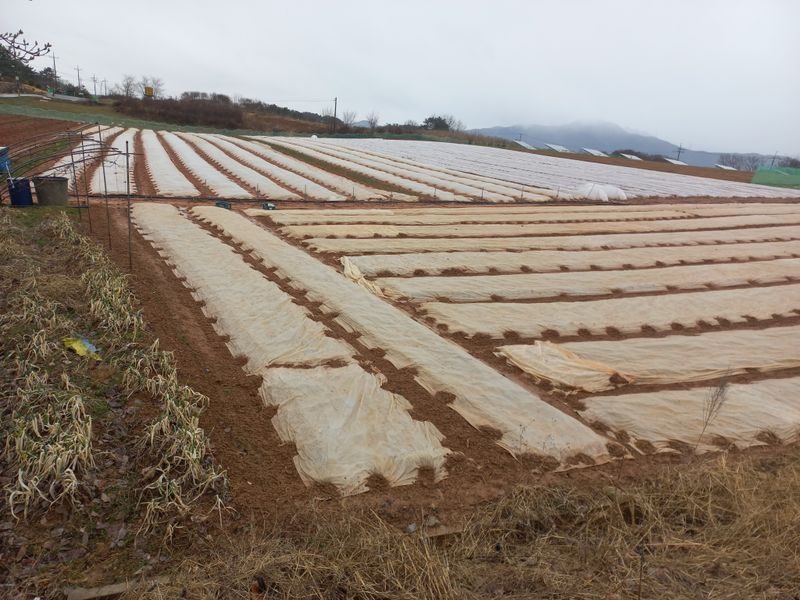 박린님의 장터 판매 상품 [홍산마늘 1세대(식용겸 종자용)] 첨부 사진