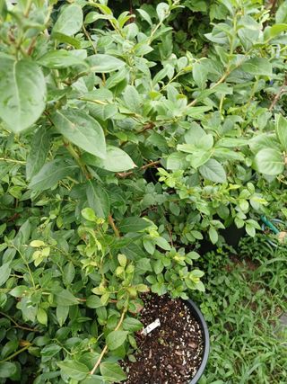 새창고개님의 작성글 사진