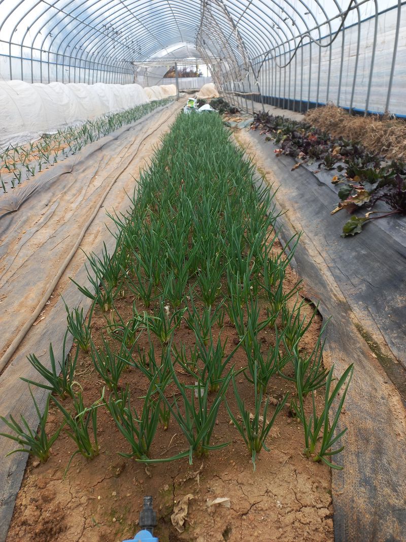 박린님의 장터 판매 상품 [홍산마늘 풋마늘,주아수확용 종자] 첨부 사진