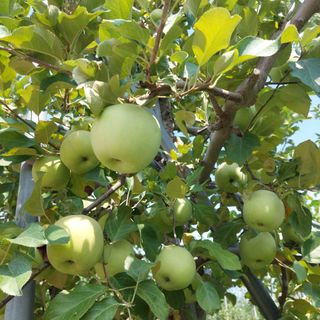 트라이애플1님의 자유주제 · 자유게시판 작성글 사진