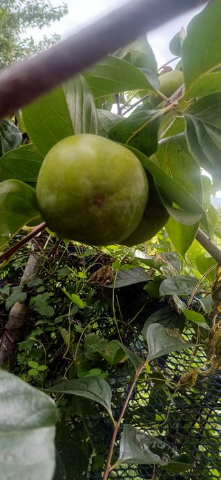 초보퍼머5도2촌준비님의 자유주제 · 자유게시판 작성글 사진