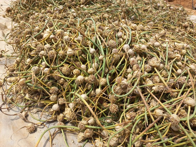 박린님의 장터 판매 상품 [홍산마늘 주아] 첨부 사진