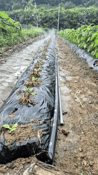 김진님의 자유주제 · 자유게시판 작성글 사진