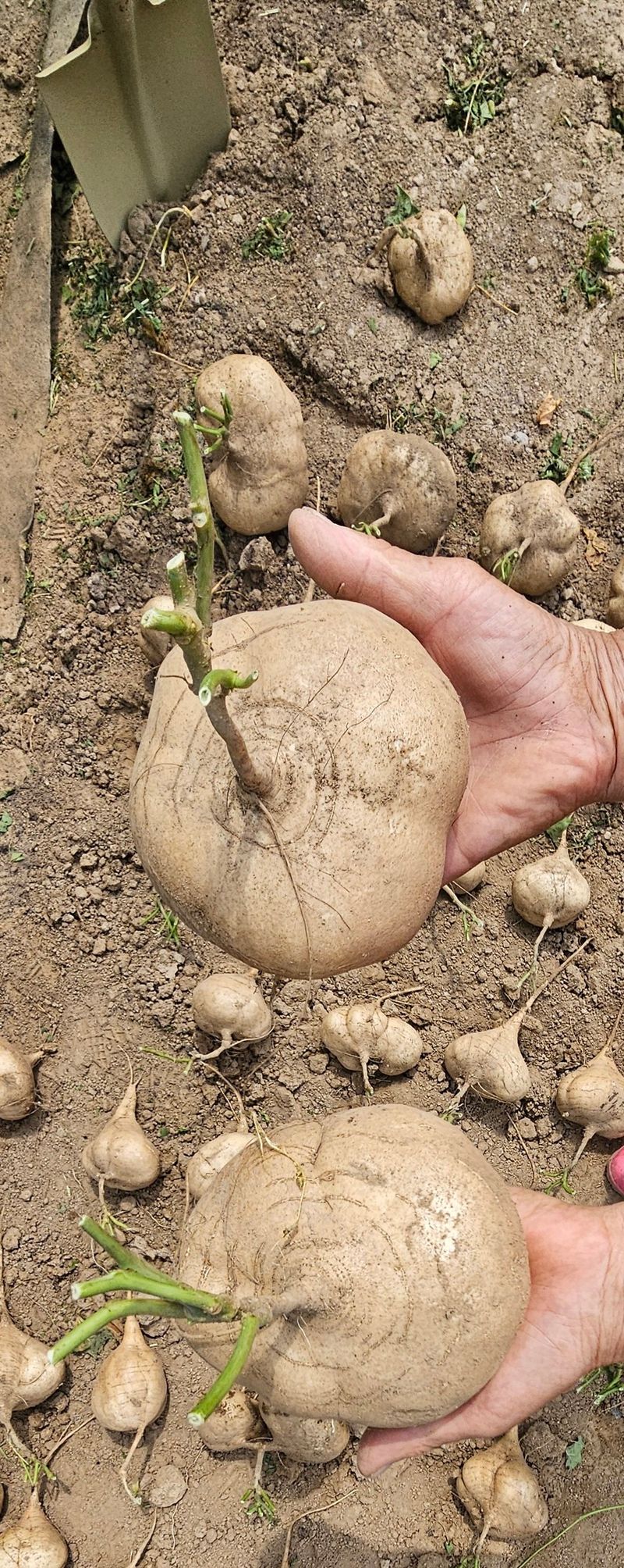 의성소담농원김명제님의 장터 판매 상품 [당뇨,고혈압,변비,다이어트에 특효 히카마(멕시코감자) 5K/10K] 첨부 사진