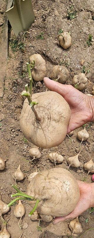 의성소담농원김명제님의 작성글 사진