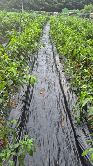 김진님의 자유주제 · 자유게시판 작성글 사진