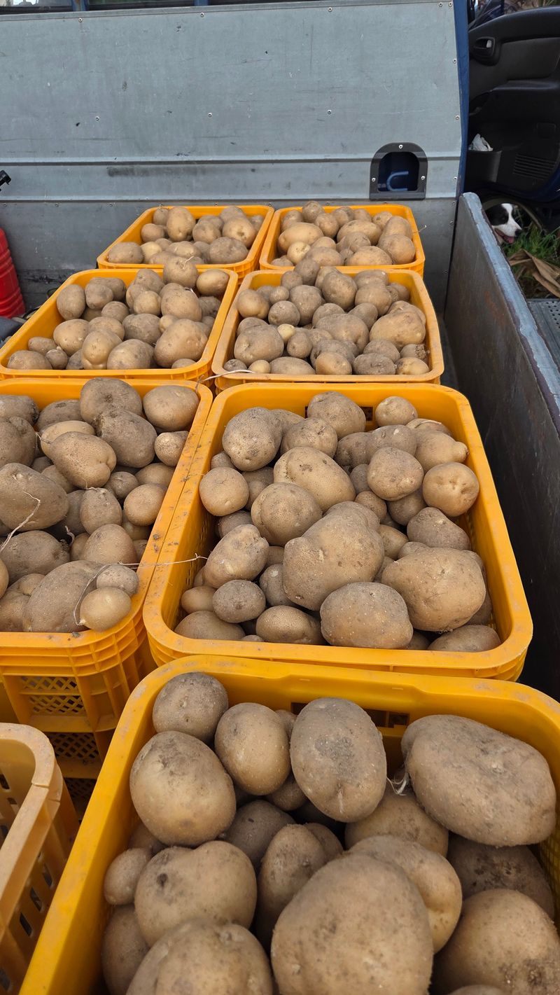 장터 상품 [고냉지감자 (두백)5kg] 썸네일