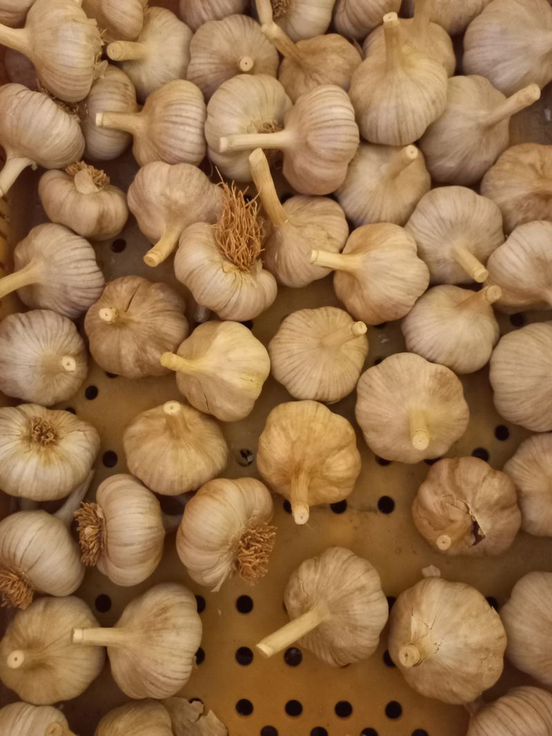 박린님의 장터 판매 상품 [홍산마늘 1세대(식용겸 종자용)] 첨부 사진