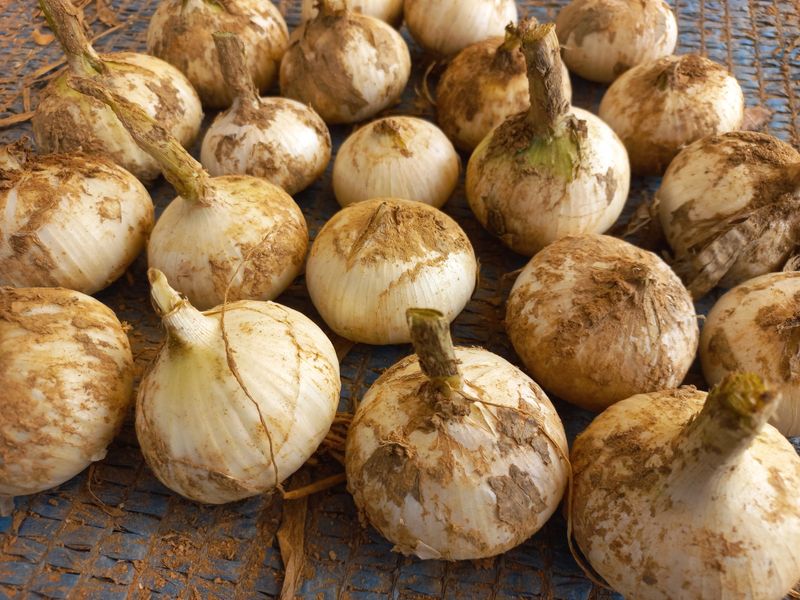 박린님의 장터 판매 상품 [코끼리마늘] 첨부 사진