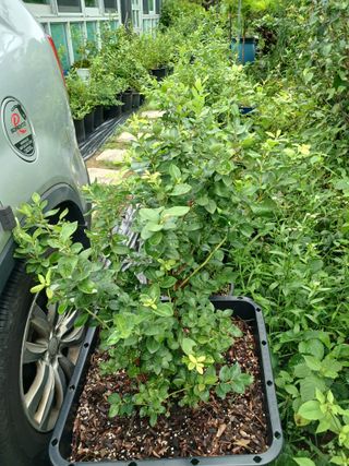 새창고개님의 작성글 사진