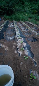 팜모닝 자유주제·자유게시판 게시글 이미지