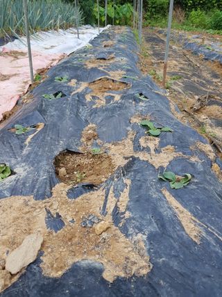 김건호님의 자유주제 · 자유게시판 작성글 사진