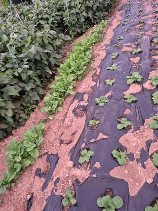 농부님.모두.모두힘님의 작성글 사진