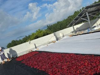 고추농사 정 미라님의 작성글 사진