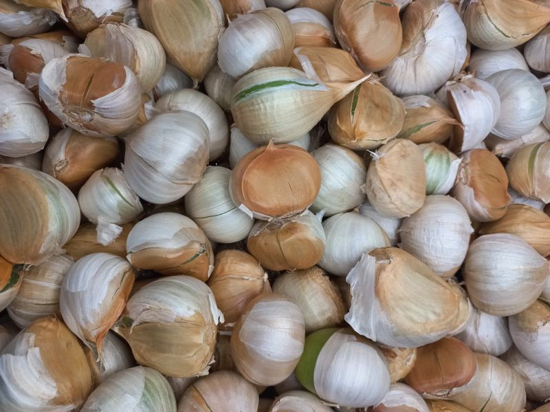 장터 상품 [코끼리마늘] 썸네일