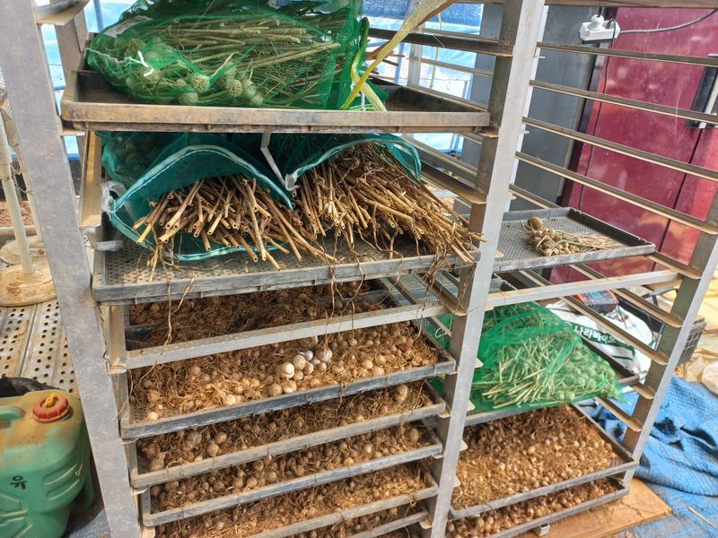 박린님의 장터 판매 상품 [홍산마늘 주아] 첨부 사진