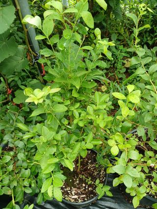 새창고개님의 작성글 사진