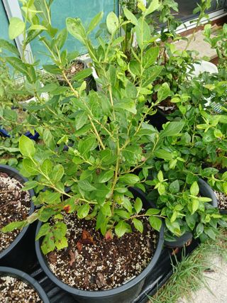 새창고개님의 작성글 사진