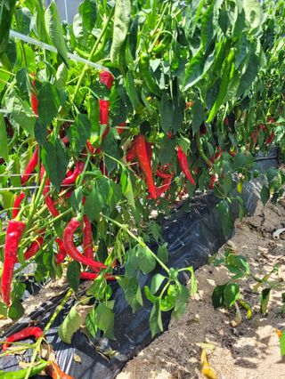 사과청일농원🍎님의 작성글 사진