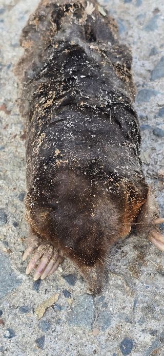 진촌다육묘목농원님의 자유주제 · 자유게시판 작성글 사진