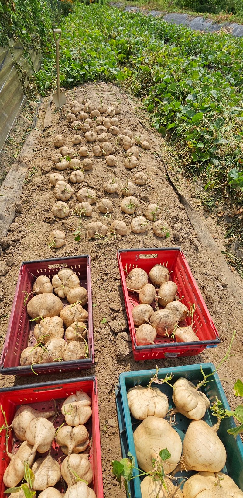 의성소담농원김명제님의 장터 판매 상품 [당뇨,고혈압,변비,다이어트에 특효 히카마(멕시코감자) 5K/10K] 첨부 사진
