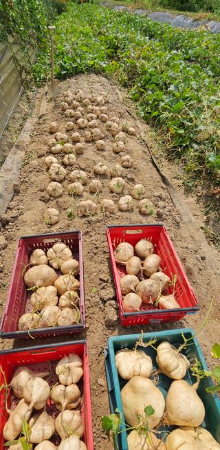 의성소담농원김명제님의 작성글 사진