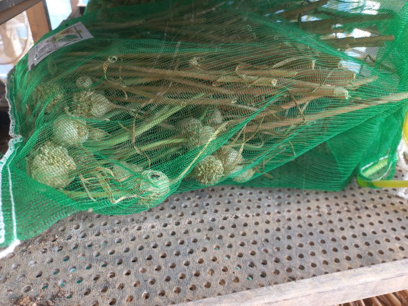 박린님의 장터 판매 상품 [홍산마늘 주아] 첨부 사진