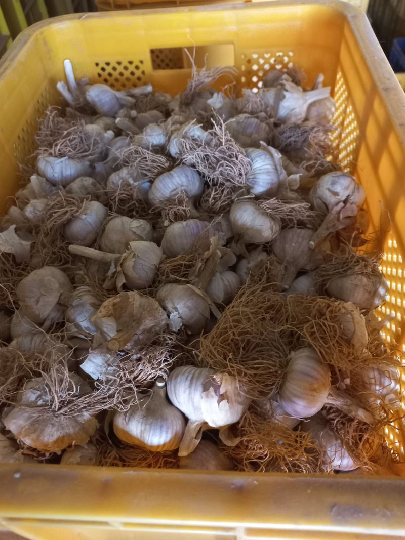 장터 상품 [홍산마늘 1세대(식용겸 종자용)] 썸네일