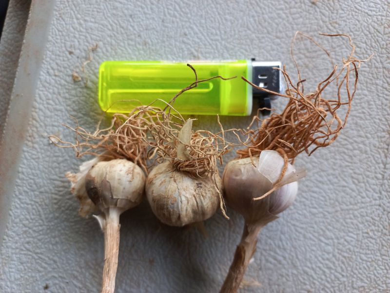 박린님의 장터 판매 상품 [홍산마늘 풋마늘,주아수확용 종자] 첨부 사진