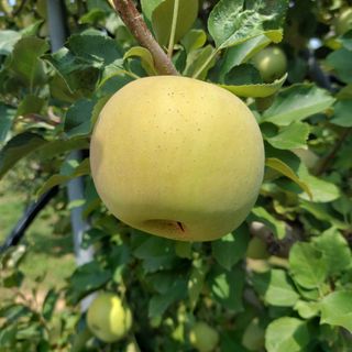 트라이애플1님의 자유주제 · 자유게시판 작성글 사진