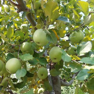 트라이애플1님의 자유주제 · 자유게시판 작성글 사진