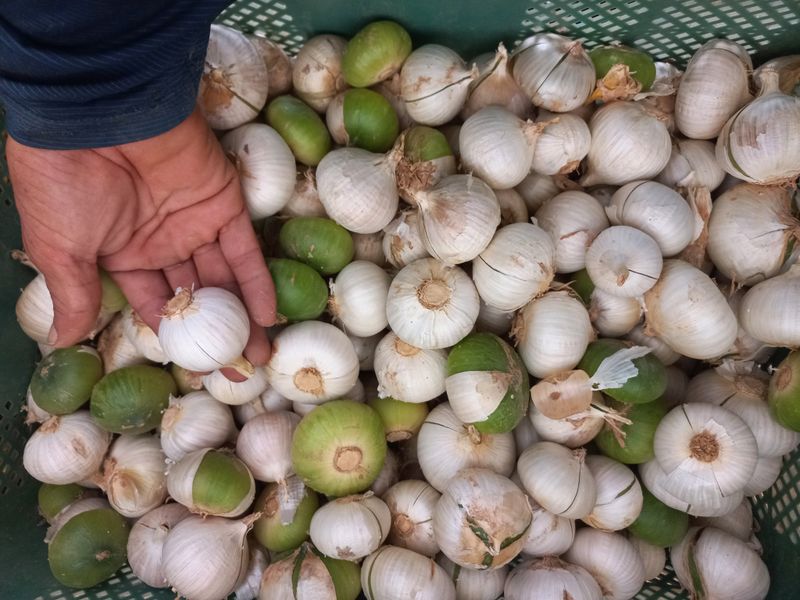 박린님의 장터 판매 상품 [코끼리마늘] 첨부 사진