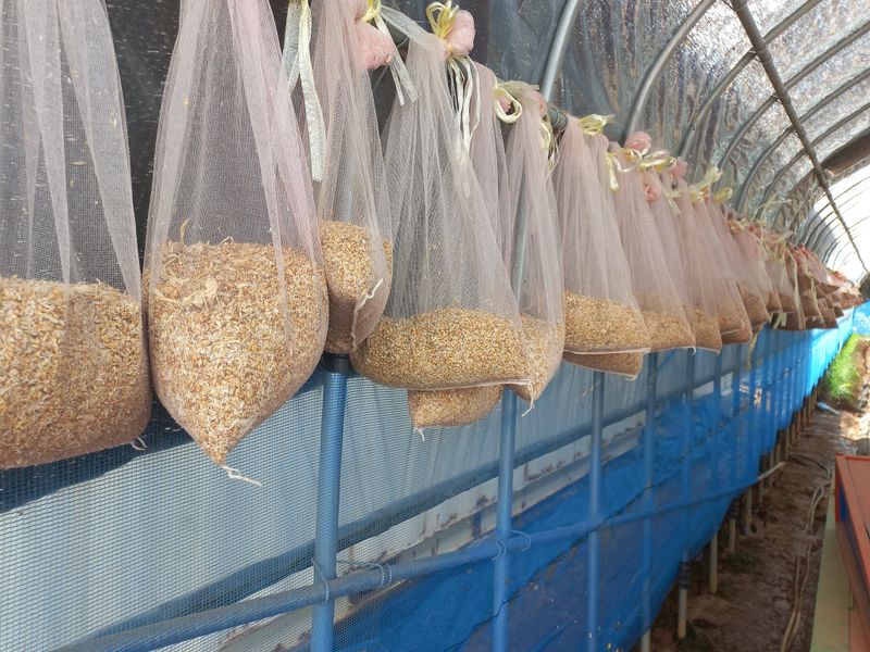 박린님의 장터 판매 상품 [홍산마늘 주아] 첨부 사진