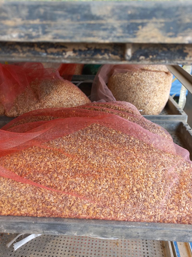 장터 상품 [홍산마늘 주아] 썸네일