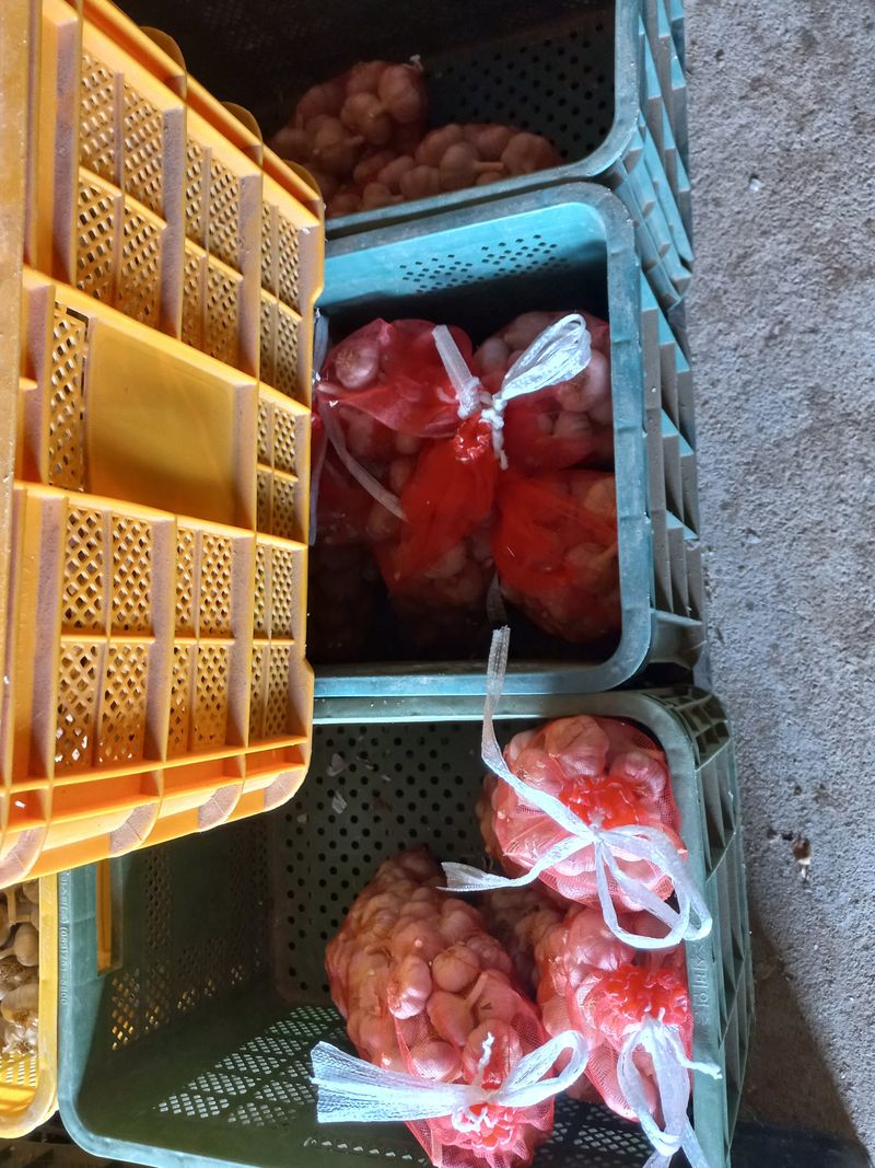 박린님의 장터 판매 상품 [홍산마늘 1세대(식용겸 종자용)] 첨부 사진