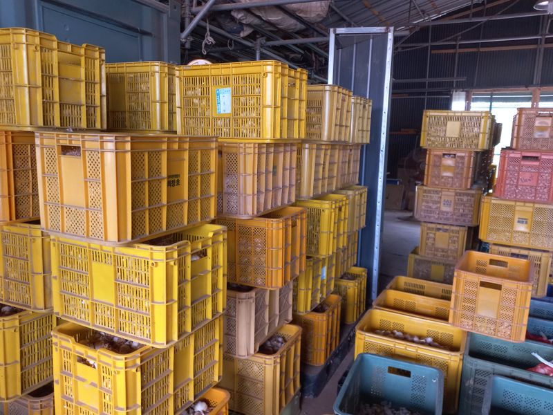 박린님의 장터 판매 상품 [홍산마늘 1세대(식용겸 종자용)] 첨부 사진