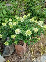 팜모닝 · 게시글 이미지