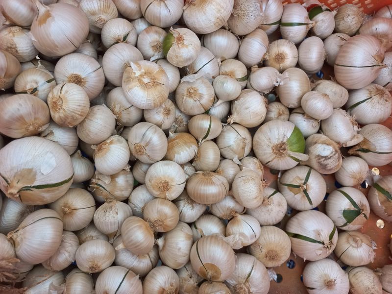 박린님의 장터 판매 상품 [코끼리마늘] 첨부 사진