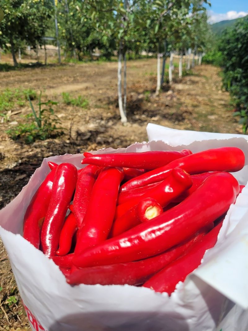 장터 상품 [최상급 건고추 신품종] 썸네일