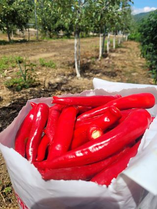 사과청일농원🍎님의 작성글 사진