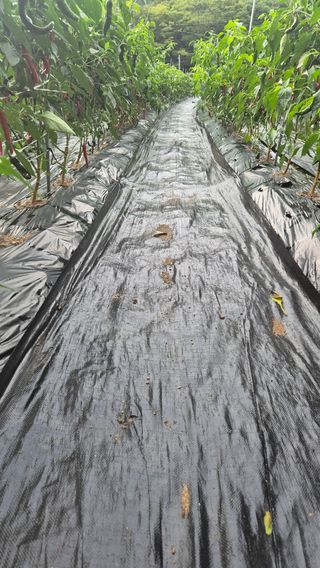 김진님의 자유주제 · 자유게시판 작성글 사진