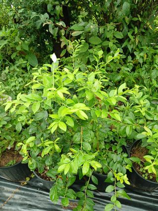 새창고개님의 작성글 사진