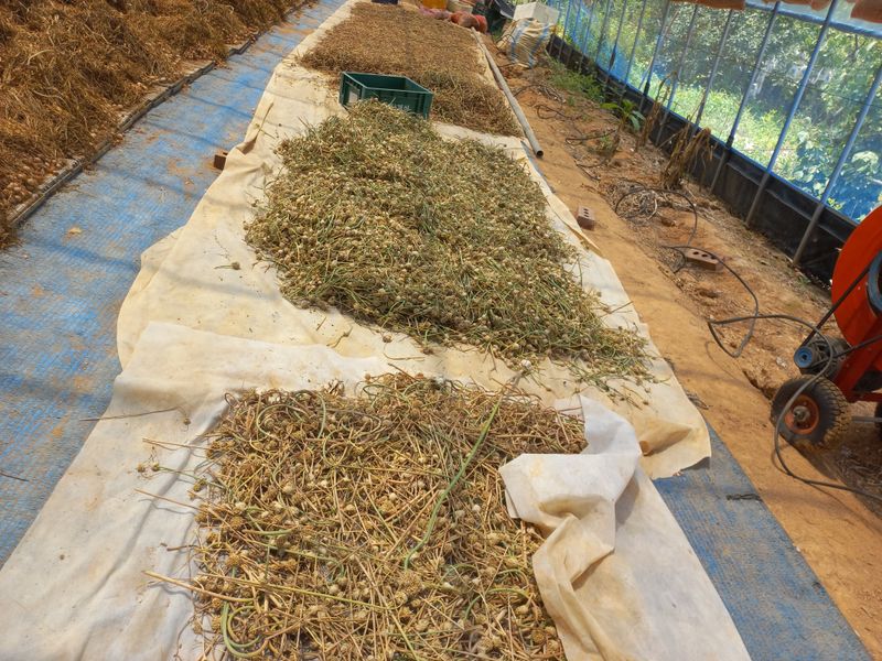 박린님의 장터 판매 상품 [홍산마늘 주아] 첨부 사진