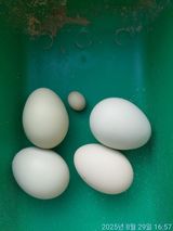 팜모닝 자유주제·자유게시판 게시글 이미지