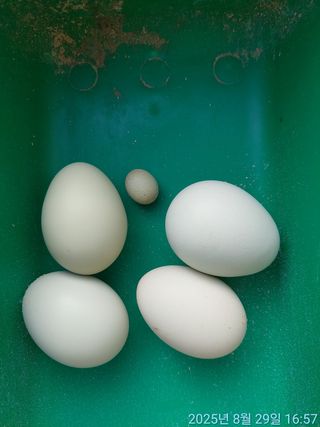 황대헌님의 자유주제 · 자유게시판 작성글 사진