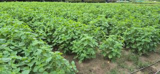 최용운님의 자유주제 · 자유게시판 작성글 사진